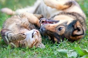 Der seelische Schmerz über ein verstorbenes Haustier zieht keinen Anspruch auf Schmerzensgeld nach sich.